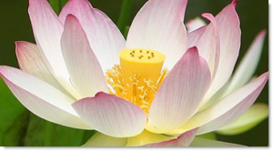 Kovács Kinga kozmetikus